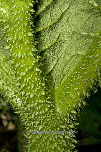 gunnera tinctoria 3 graphic